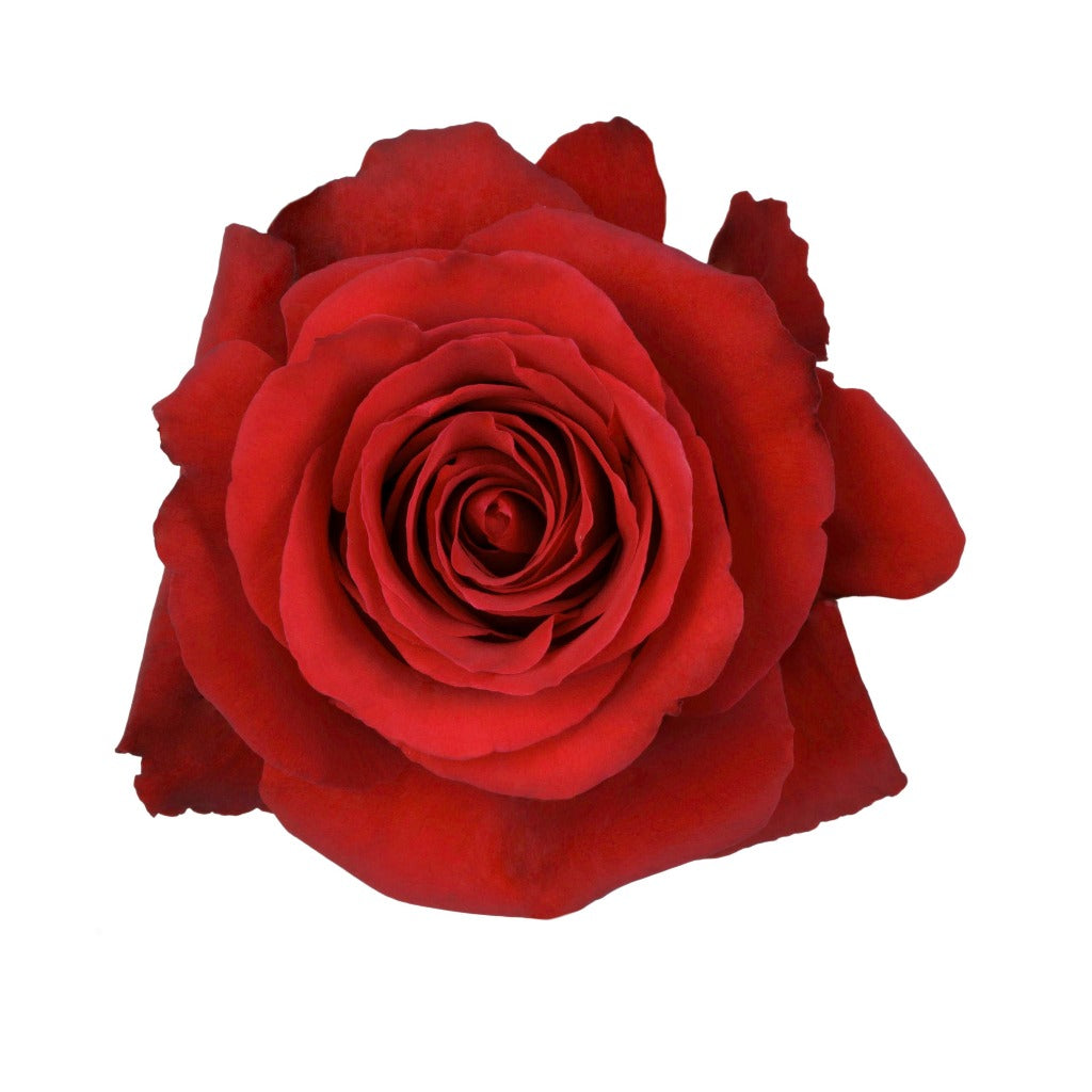 Ecuador Sexy Red Singapore Fresh Rose Wholesale Wedding Gifts Premium