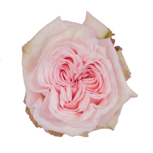 Kenya Pink O'hara Ohara Garden Scented Singapore Fresh Rose Wholesale Wedding Gifts Premium