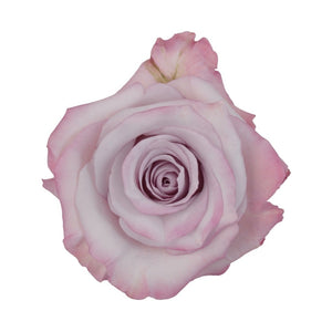Ecuador Purple Haze Singapore Fresh Rose Wholesale Wedding Gifts Premium