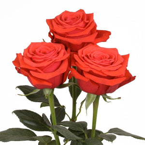 Ecuador Nina Red Singapore Fresh Rose Wholesale Wedding Gifts Premium