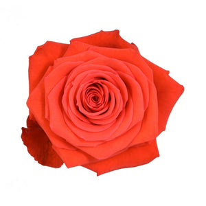 Ecuador Nina Red Singapore Fresh Rose Wholesale Wedding Gifts Premium
