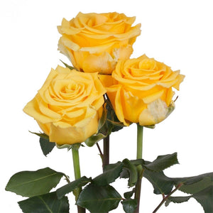 Ecuador Sonrisa Yellow Singapore Fresh Rose Wholesale Wedding Gifts Premium