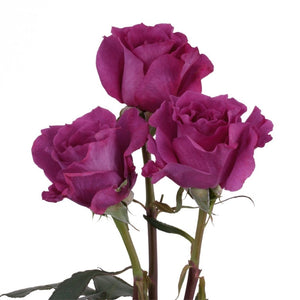 Ecuador Mamy Blue Purple Scented Garden Singapore Fresh Rose Wholesale Wedding Gifts Premium