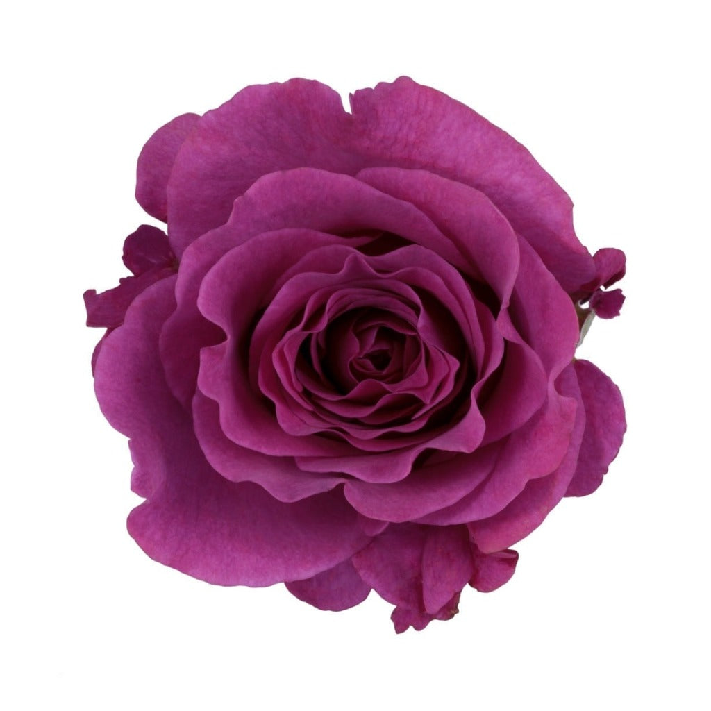 Ecuador Mamy Blue Purple Scented Garden Singapore Fresh Rose Wholesale Wedding Gifts Premium