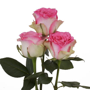 Kenya Malibu Pink Singapore Fresh Rose Wholesale Wedding Gifts Premium