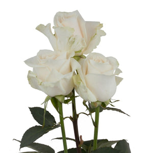 Ecuador Vendela White Cream Singapore Fresh Rose Wholesale Wedding Gifts Premium