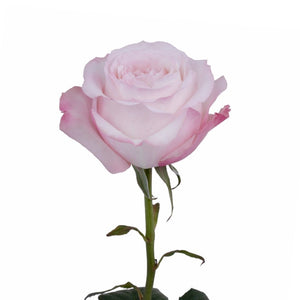 Ecuador David Austin Keira Garden Pink White Scented Singapore Fresh Rose Wholesale Wedding Gifts Premium