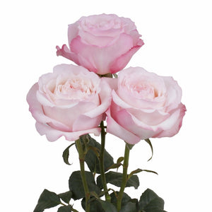 Ecuador David Austin Keira Garden Pink White Scented Singapore Fresh Rose Wholesale Wedding Gifts Premium