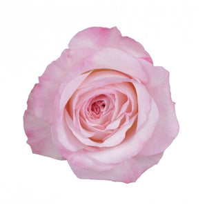 Kenya David Austin Keira Garden Pink White Scented Singapore Fresh Rose Wholesale Wedding Gifts Premium