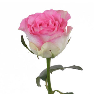Kenya Malibu Pink Singapore Fresh Rose Wholesale Wedding Gifts Premium