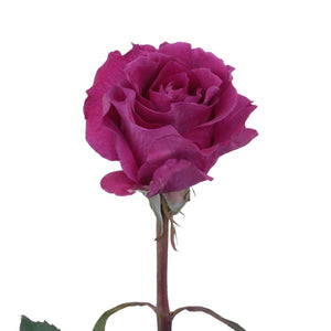 Kenya Mamy Blue Purple Scented Garden Singapore Fresh Rose Wholesale Wedding Gifts Premium