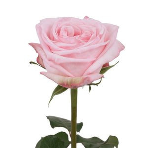 Ecuador Pink O'hara Ohara Garden Scented Singapore Fresh Rose Wholesale Wedding Gifts Premium