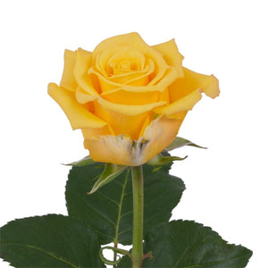 Ecuador Sonrisa Yellow Singapore Fresh Rose Wholesale Wedding Gifts Premium