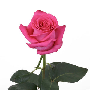 Ecuador Pink Floyd Scented Cerise Singapore Fresh Rose Wholesale Wedding Gifts Premium