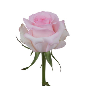 Ecuador Nena Pink Singapore Fresh Rose Wholesale Wedding Gifts Premium