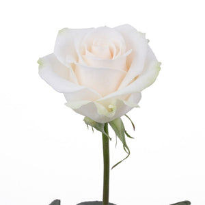 Ecuador Vendela White Cream Singapore Fresh Rose Wholesale Wedding Gifts Premium