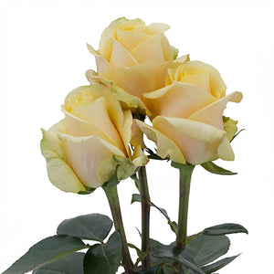 Ecuador Butterscotch Yellow Garden Singapore Fresh Rose Wholesale Wedding Gifts Premium Side