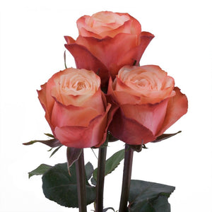 Ecuador Kahala Orange Peach Garden Singapore Fresh Rose Wholesale Wedding Gifts Premium