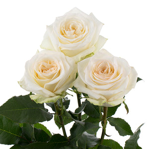 Ecuador Candlelight Cream White Scented Garden Singapore Fresh Rose Wholesale Wedding Gifts Premium Side