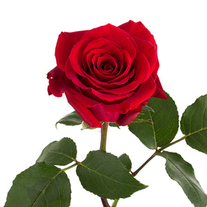 Ecuador Fortune Red Singapore Fresh Rose Wholesale Wedding Gifts Premium
