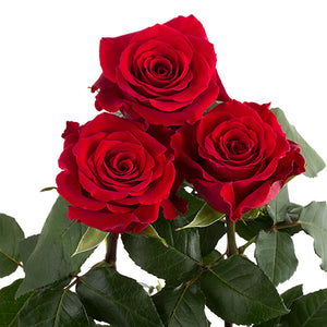 Ecuador Fortune Red Singapore Fresh Rose Wholesale Wedding Gifts Premium