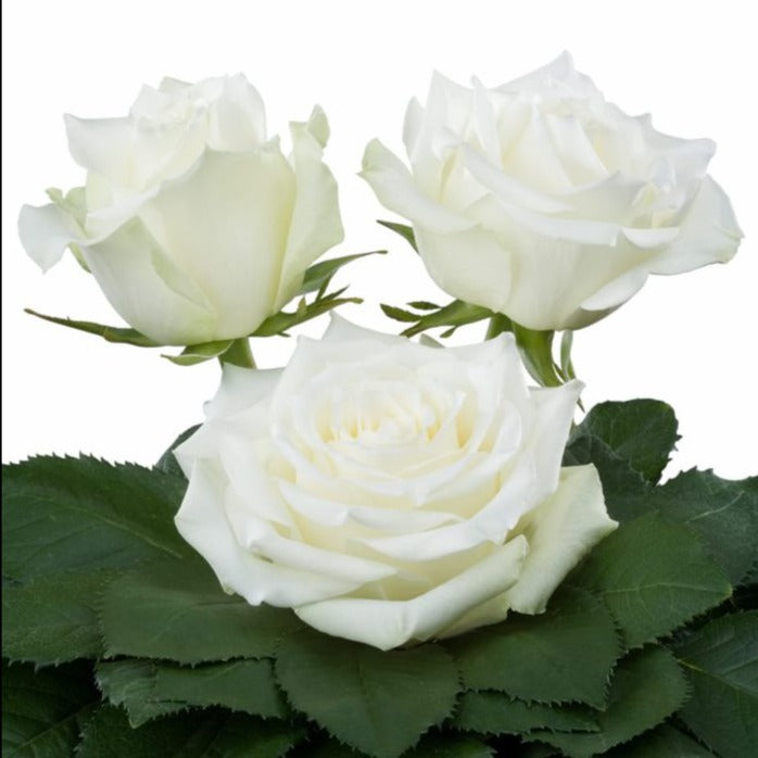 Kenya Ice Breaker White Singapore Fresh Rose Wholesale Wedding Gifts Premium