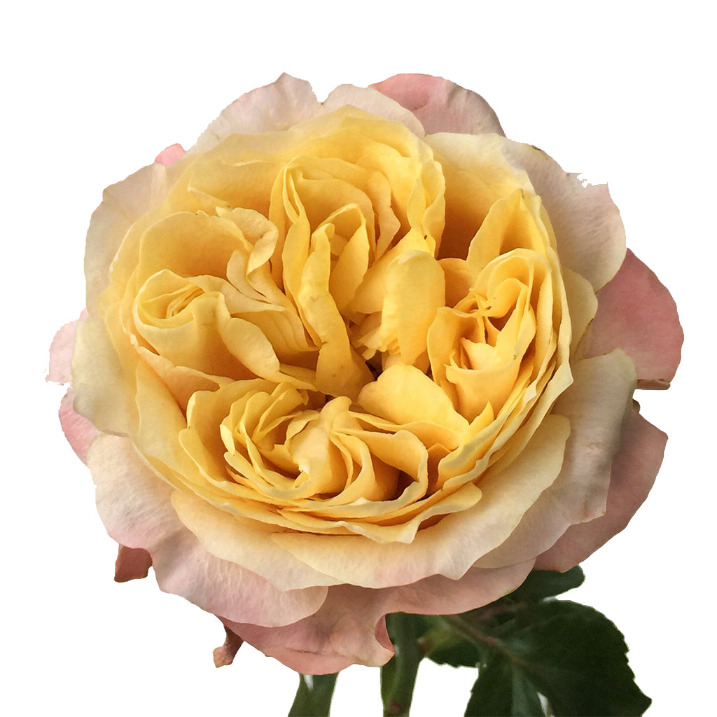 Kenya Imagine Yellow Peach Garden Singapore Fresh Rose Wholesale Wedding Gifts Premium