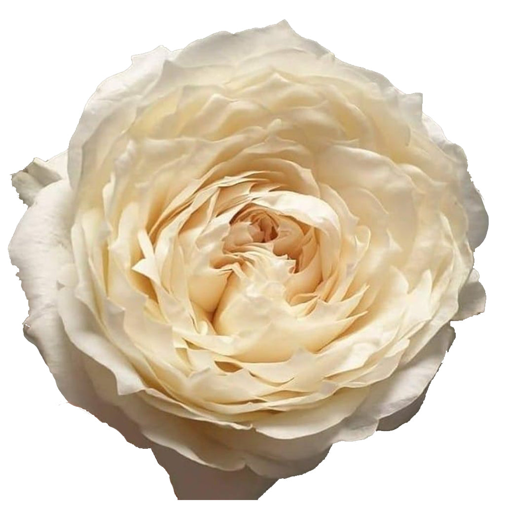 Kenya Innocent White Garden Singapore Fresh Rose Wholesale Wedding Gifts Premium