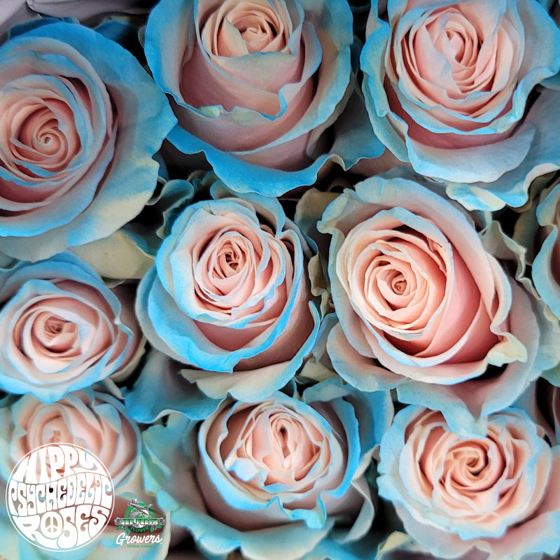 Ecuador Cinderella Tinted Blue Pink Singapore Fresh Rose Wholesale Wedding Gifts Premium 