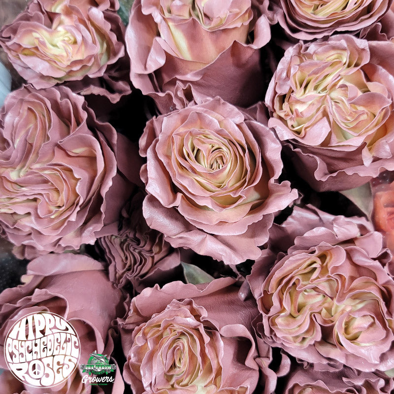 Ecuador Dusty Rose Tinted Cream Pink Singapore Fresh Rose Wholesale Wedding Gifts Premium