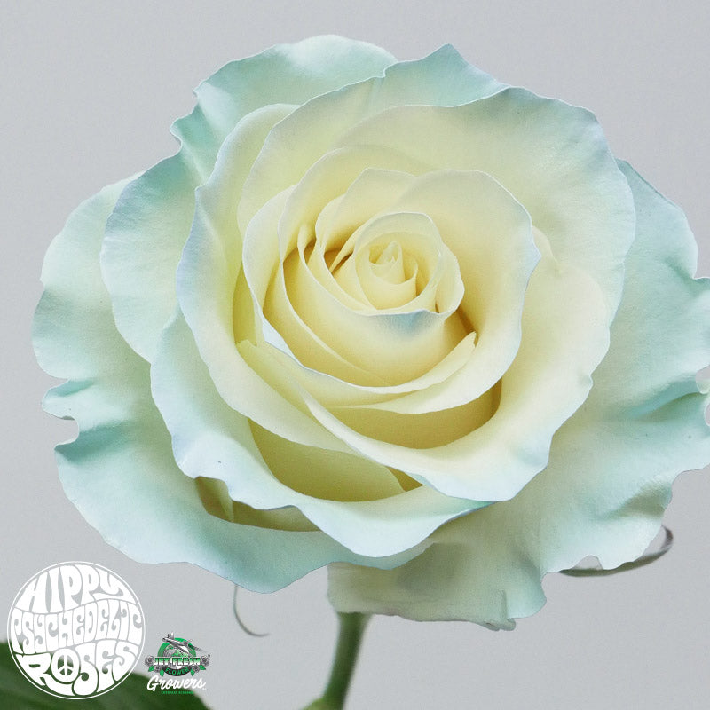 Ecuador Outtie Pale Blue White Tinted Singapore Fresh Rose Wholesale Wedding Gifts Premium