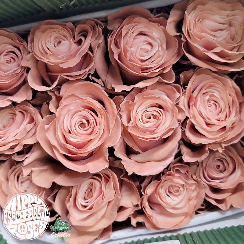 Ecuador Giant Peach Tinted White Singapore Fresh Rose Wholesale Wedding Gifts Premium