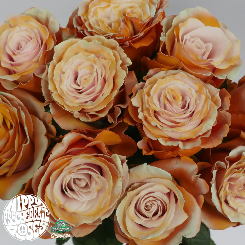 Ecuador Peach Cobbler Cream Tinted Brown Singapore Fresh Rose Wholesale Wedding Gifts Premium