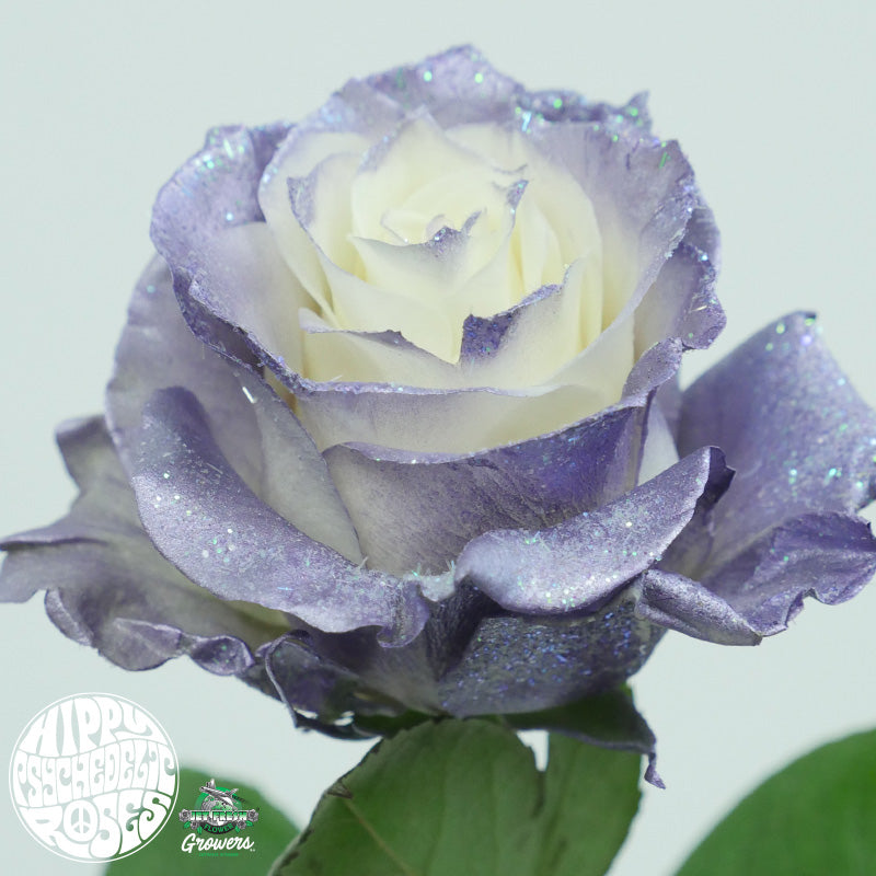 Ecuador Outer Limits Purple White Tinted Singapore Fresh Rose Wholesale Wedding Gifts Premium