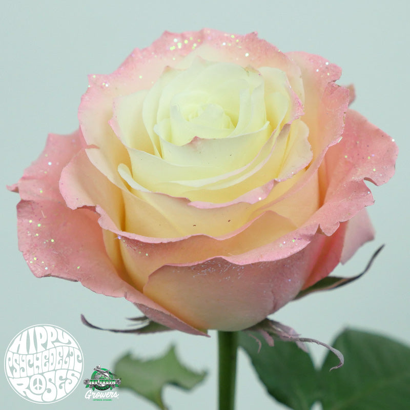 Ecuador Outtie Pink Powder Glitter White Tinted Singapore Fresh Rose Wholesale Wedding Gifts Premium