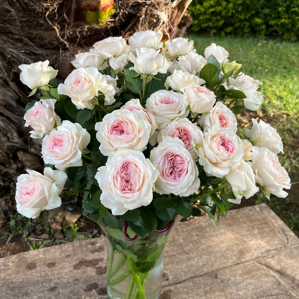 Spray Kenya J'adore Garden Scented Pink White Singapore Fresh Rose Wholesale Wedding Gifts Premium 