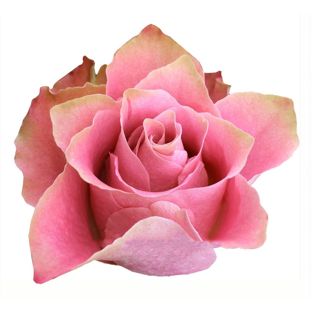 Kenya Japanese Tale Pink Garden Singapore Fresh Rose Wholesale Wedding Gifts Premium