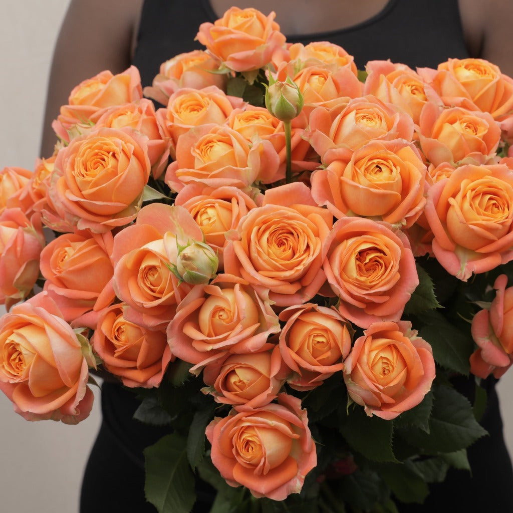 Spray Kenya Juice Sensation Garden Orange Pink Singapore Fresh Rose Wholesale Wedding Gifts Premium 