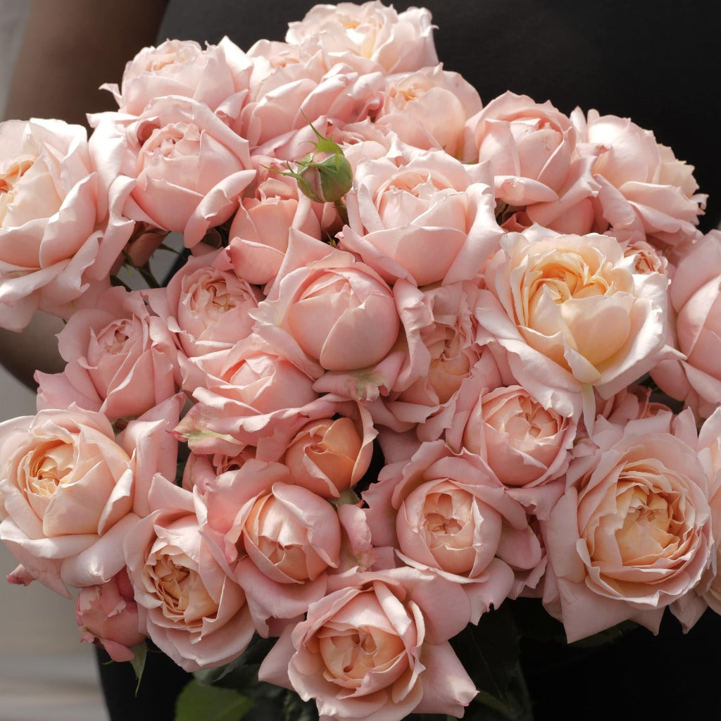 Spray Kenya Julieta Garden Peach Pink Singapore Fresh Rose Wholesale Wedding Gifts Premium 