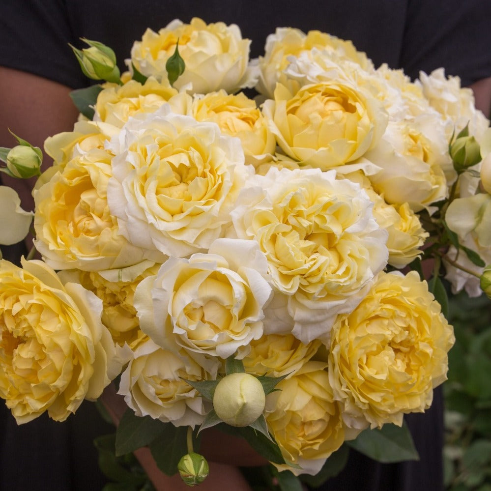 Spray Kenya Julieta Limoncella Yellow White Garden Singapore Fresh Rose Wholesale Wedding Gifts Premium 