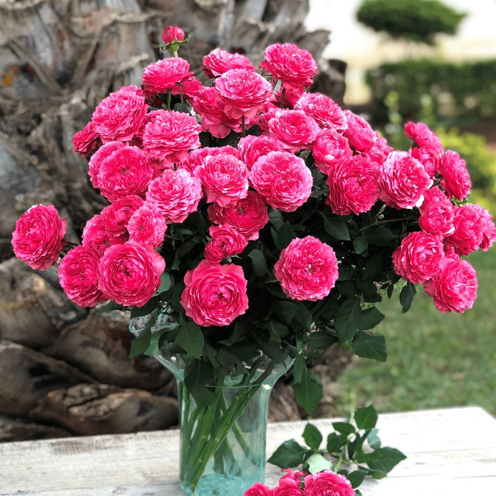 Spray Kenya Julieta Raspberry Cerise Garden Singapore Fresh Rose Wholesale Wedding Gifts Premium 