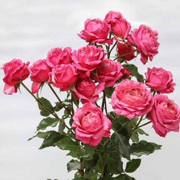 Spray Kenya Julieta Cerise Garden Singapore Fresh Rose Wholesale Wedding Gifts Premium 
