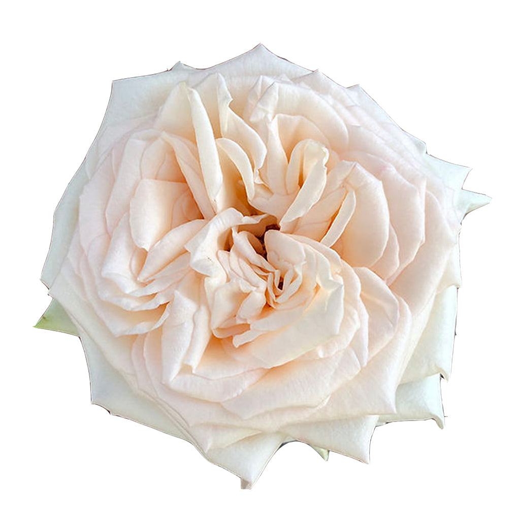 Kenya Princess Maya White Peach Garden Singapore Fresh Rose Wholesale Wedding Gifts Premium