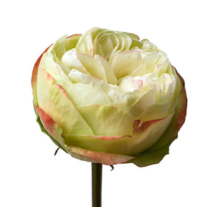 Ecuador Khela Green Cream Red Garden Singapore Fresh Rose Wholesale Wedding Gifts Premium
