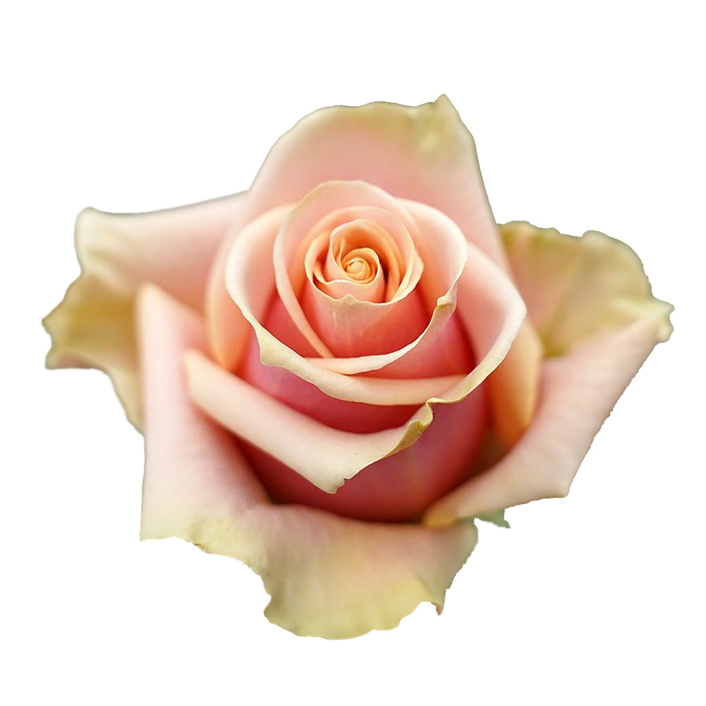 Ecuador Komodo Peach Singapore Fresh Rose Wholesale Wedding Gifts Premium