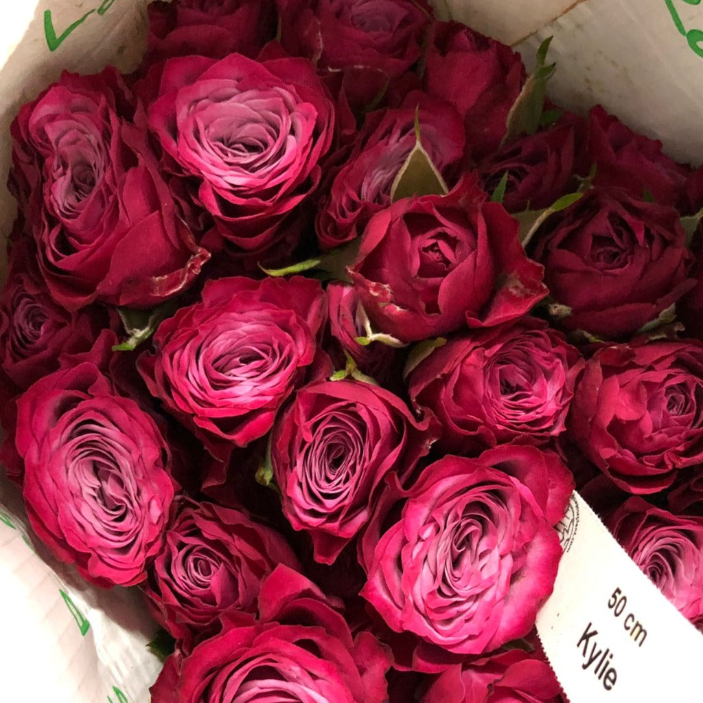 Spray Kenya Kylie Cerise Singapore Fresh Rose Wholesale Wedding Gifts Premium 