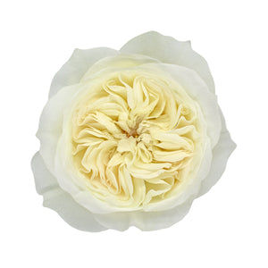 Ecuador David Austin Leonora Garden Cream White Scented Singapore Fresh Rose Wholesale Wedding Gifts Premium
