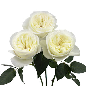 Ecuador David Austin Leonora Garden Cream White Scented Singapore Fresh Rose Wholesale Wedding Gifts Premium