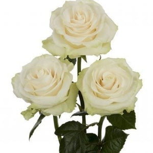 Ecuador Mondial Cream White Singapore Fresh Rose Wholesale Wedding Gifts Premium