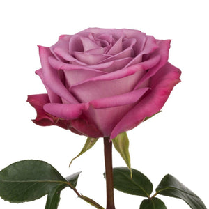 Ecuador Moody Blues Purple Singapore Fresh Rose Wholesale Wedding Gifts Premium